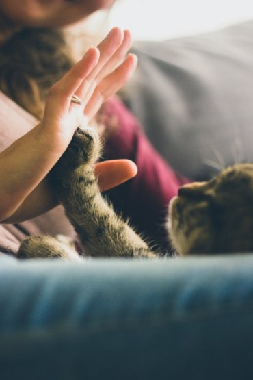 How to Introduce a New Cat to Your Home and Other Pets